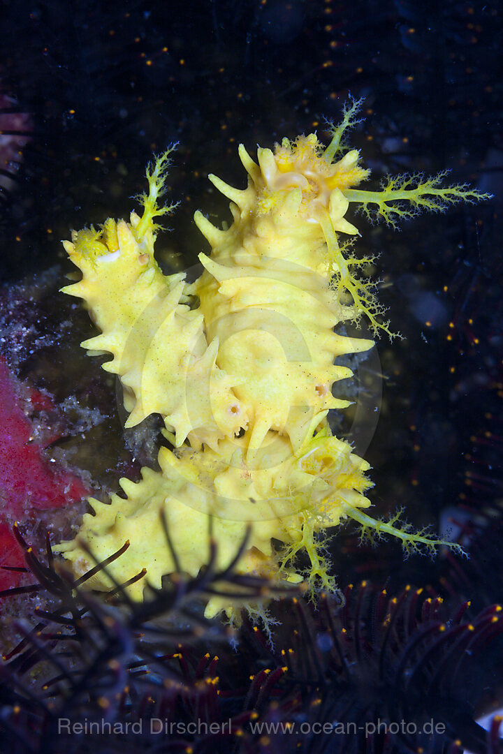 Gelbe Seewalze, Colochirus robustus, Komodo Nationalpark, Indonesien