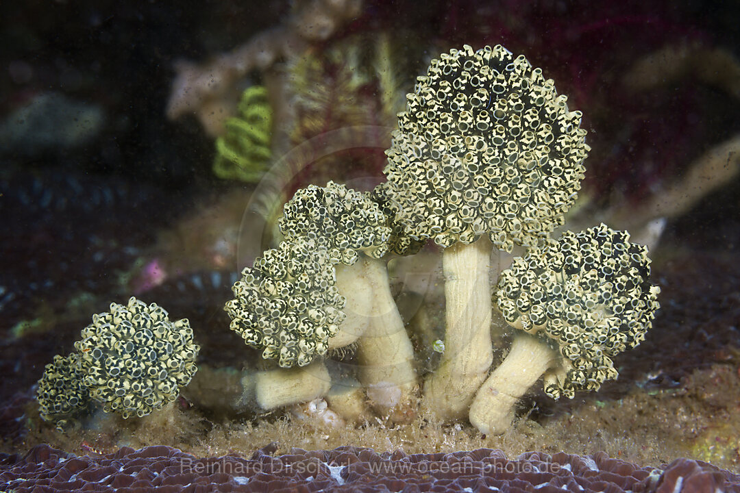 Gruene Seescheiden-Kolonie, Oxycorynia fascicularis, Komodo Nationalpark, Indonesien