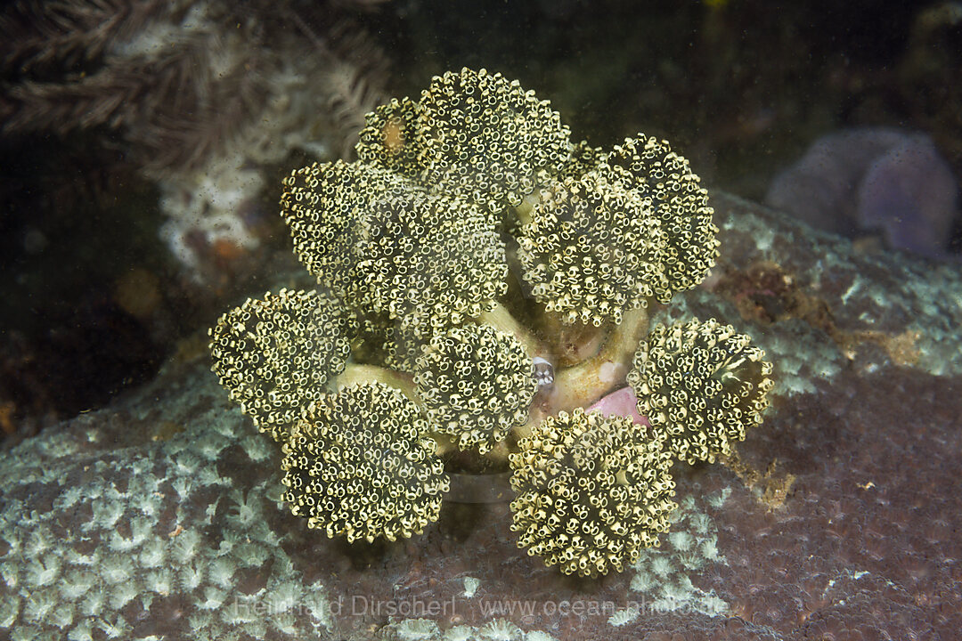 Gruene Seescheiden-Kolonie, Oxycorynia fascicularis, Komodo Nationalpark, Indonesien