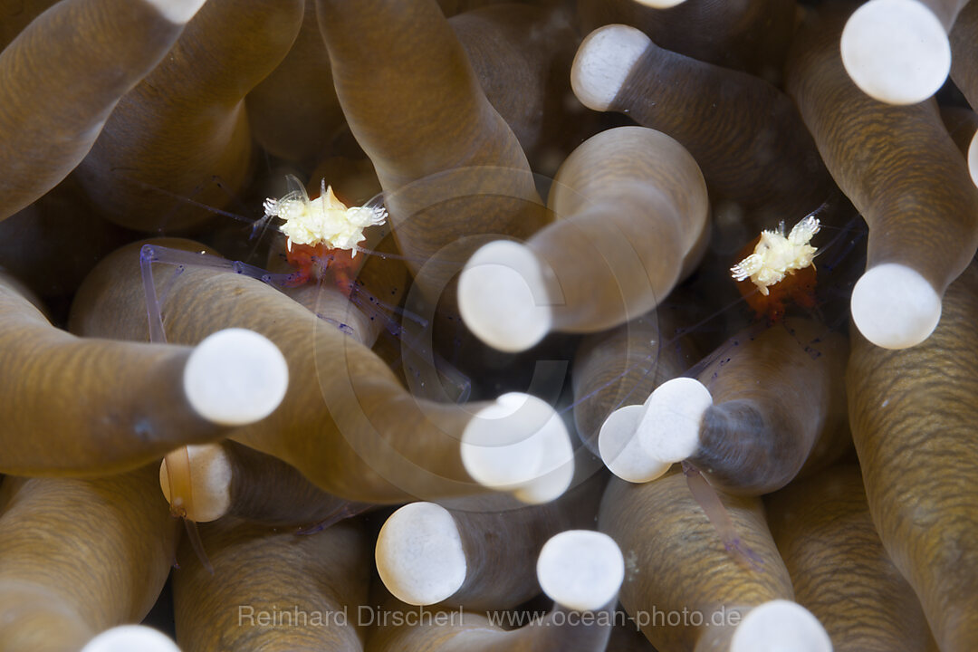 Pilzkorallen-Partnergarnele, Periclimenes kororensis, Komodo Nationalpark, Indonesien