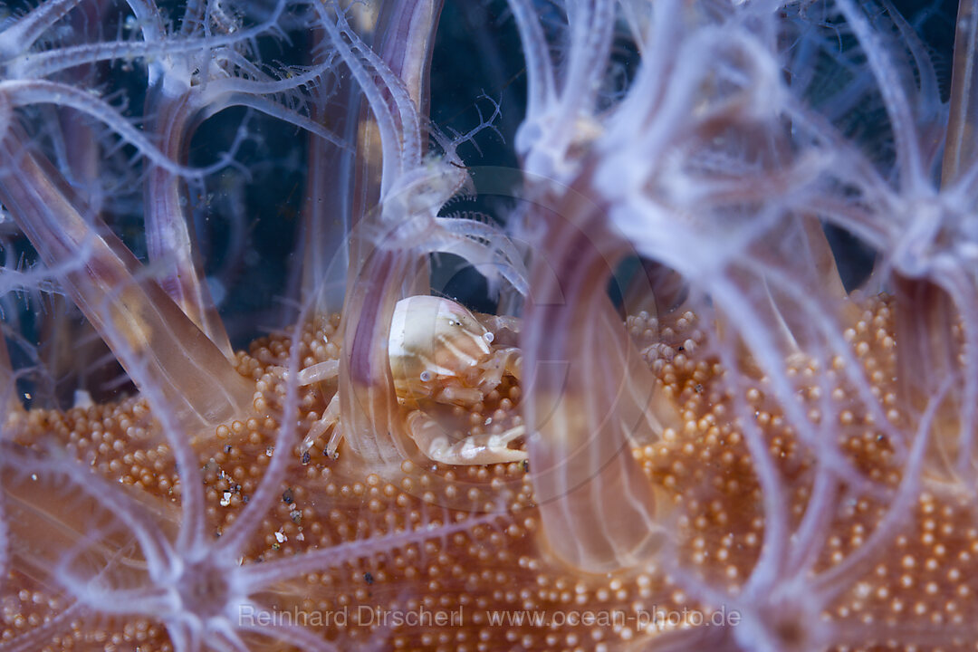 Porzellankrebs in Seefeder, Porcellanella triloba, Komodo Nationalpark, Indonesien