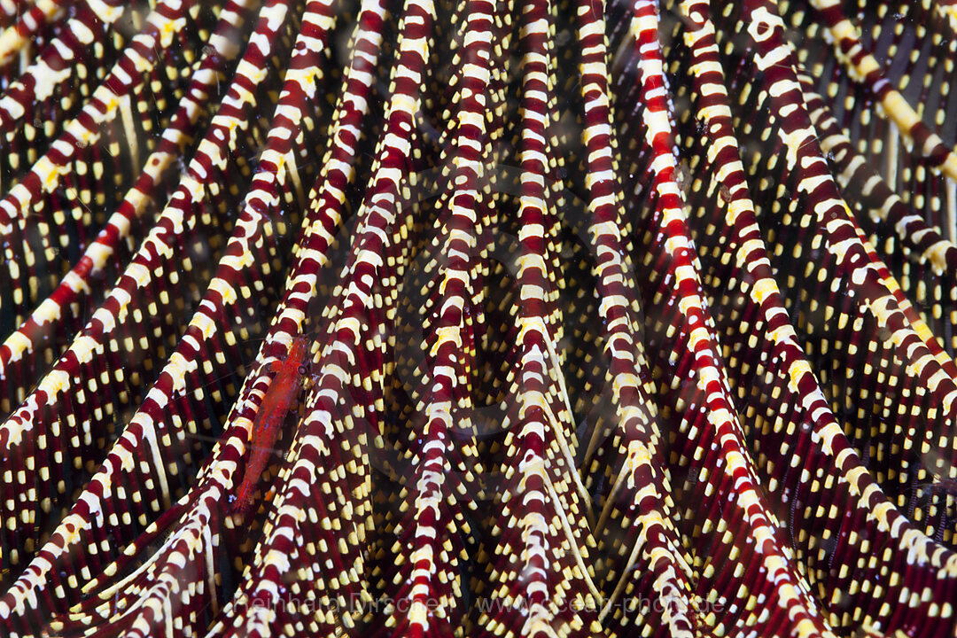 Red Crinoid Shrimp in Feather Star, Periclimenes amboinensis, Komodo National Park, Indonesia