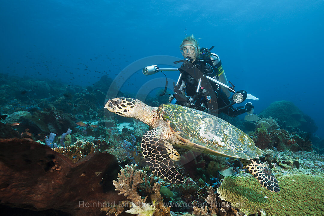 Echte Karettschildkroete und Taucher, Eretmochelys imbricata, Komodo Nationalpark, Indonesien