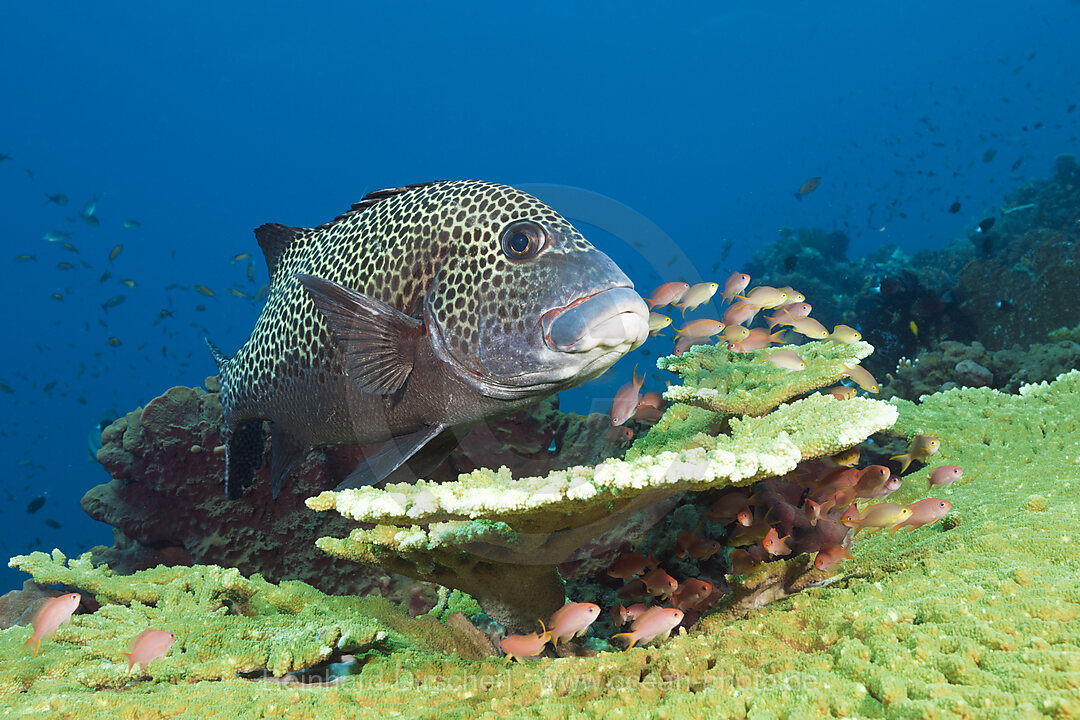 Harlequin Sweetlips over Coral Reef, Plectorhinchus chaetodonoides, Komodo National Park, Indonesia