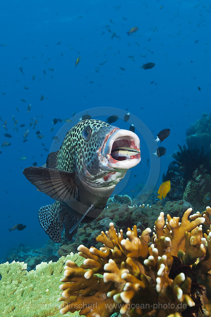 Harlequin Sweetlips cleaned by Cleaner Wrasse, Plectorhinchus chaetodonoides, Komodo National Park, Indonesia