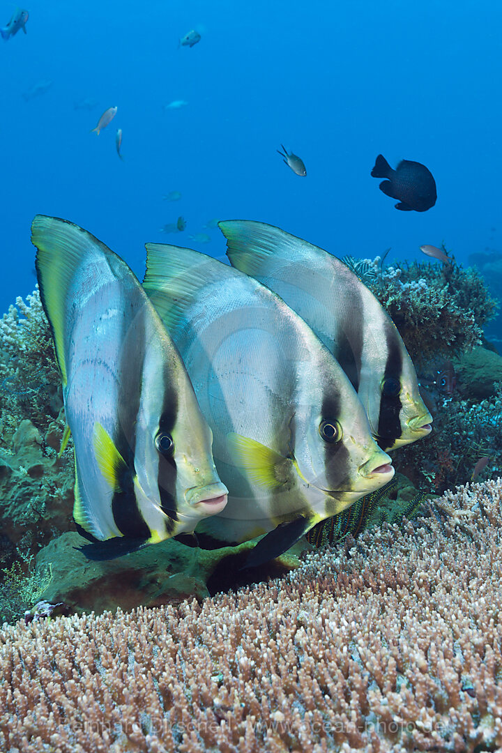 Group of Pinnate Batfish, Platax pinnatus, Komodo National Park, Indonesia