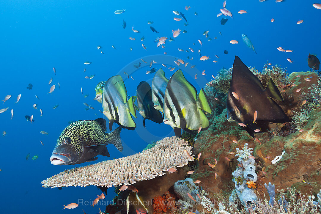 Spitzmaul-Fledermausfische, Platax pinnatus, Komodo Nationalpark, Indonesien