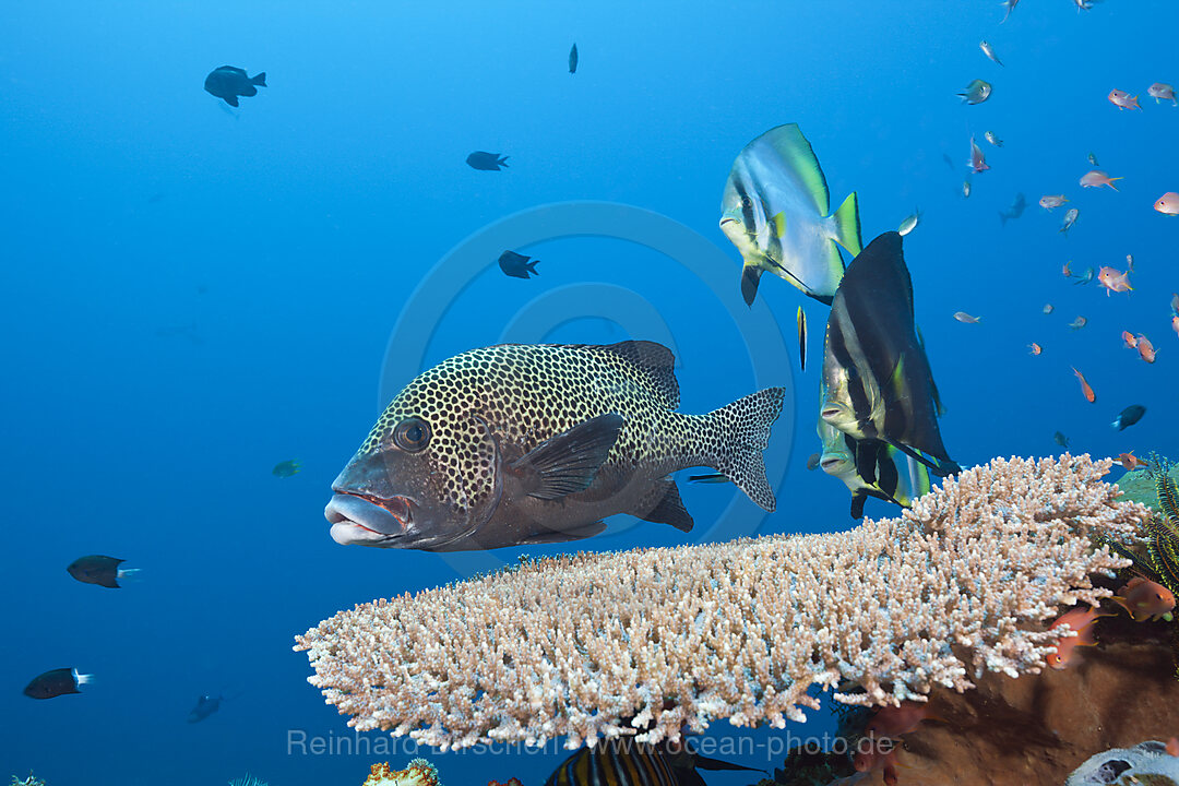 Pinnate Batfish and Harlequin Sweetlips, Platax pinnatus, Komodo National Park, Indonesia