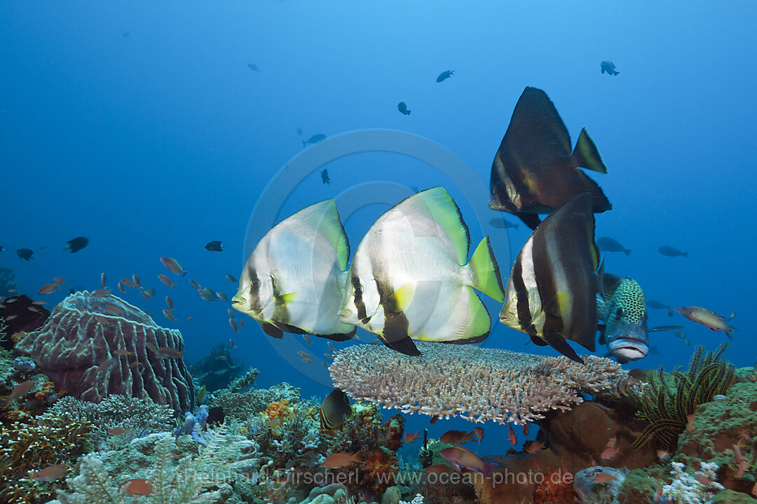 Spitzmaul-Fledermausfische, Platax pinnatus, Komodo Nationalpark, Indonesien