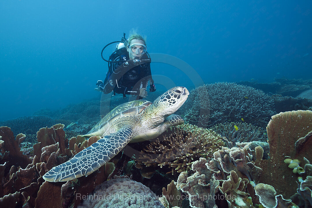 Gruene Meeresschildkroete und Taucher, Chelonia mydas, Komodo Nationalpark, Indonesien