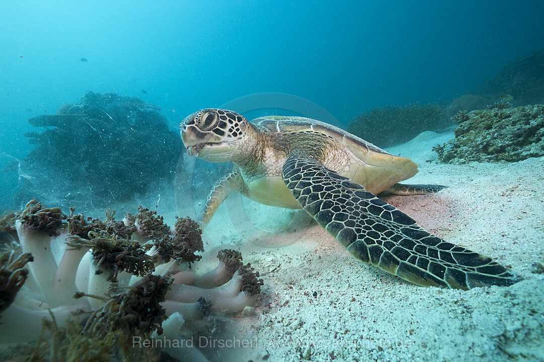 Gruene Meeresschildkroete, Chelonia mydas, Komodo Nationalpark, Indonesien