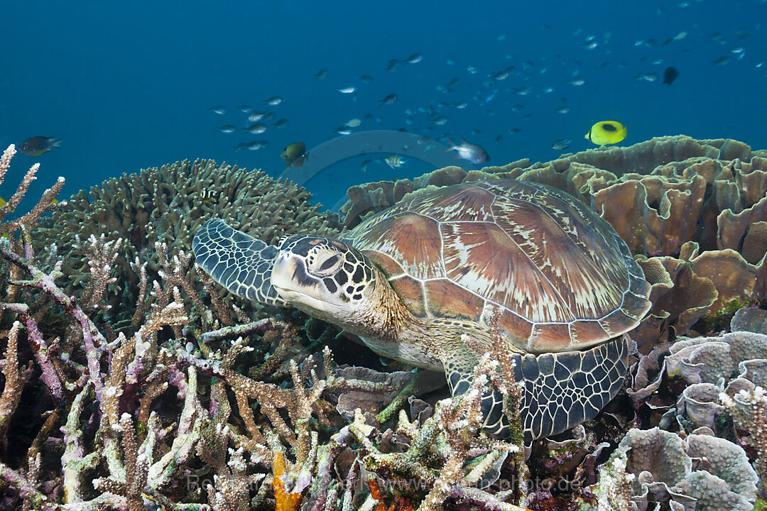 Gruene Meeresschildkroete, Chelonia mydas, Komodo Nationalpark, Indonesien