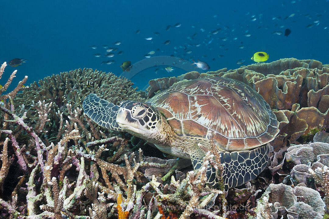 Green Sea Turtle, Chelonia mydas, Komodo National Park, Indonesia