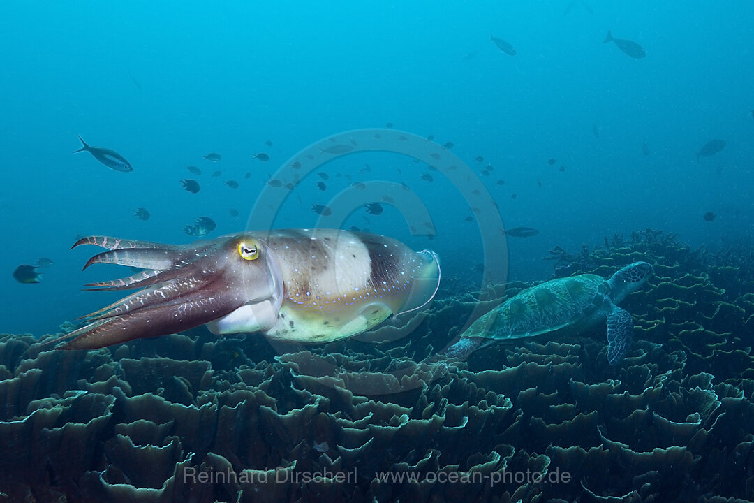 Broadclub Cuttlefish, Sepia latimanus, Komodo National Park, Indonesia