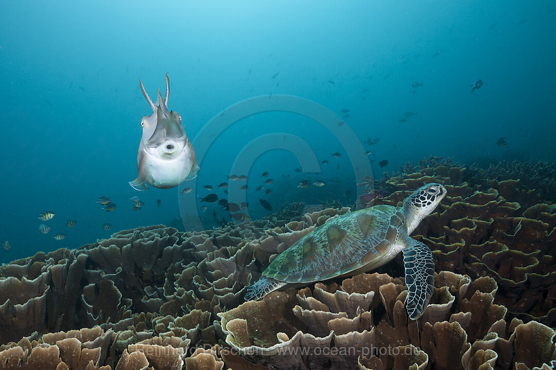 Breitkeulen-Sepie und Gruene Meeresschildkroete, Sepia latimanus, Komodo Nationalpark, Indonesien