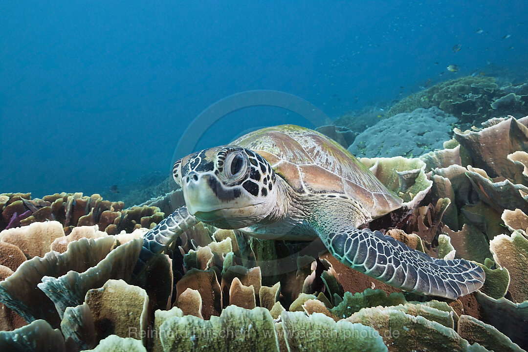 Green Sea Turtle, Chelonia mydas, Komodo National Park, Indonesia