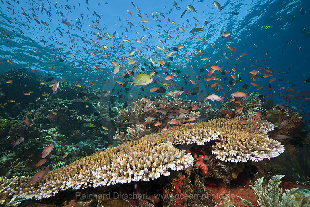 Buntes Riffdach, Komodo Nationalpark, Indonesien