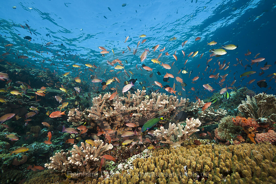 Colored Reef Top, Komodo National Park, Indonesia