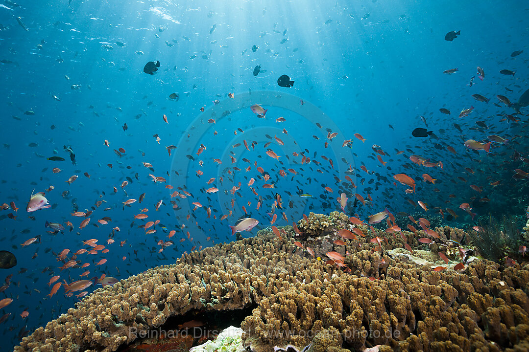 Colored Reef Top, Komodo National Park, Indonesia