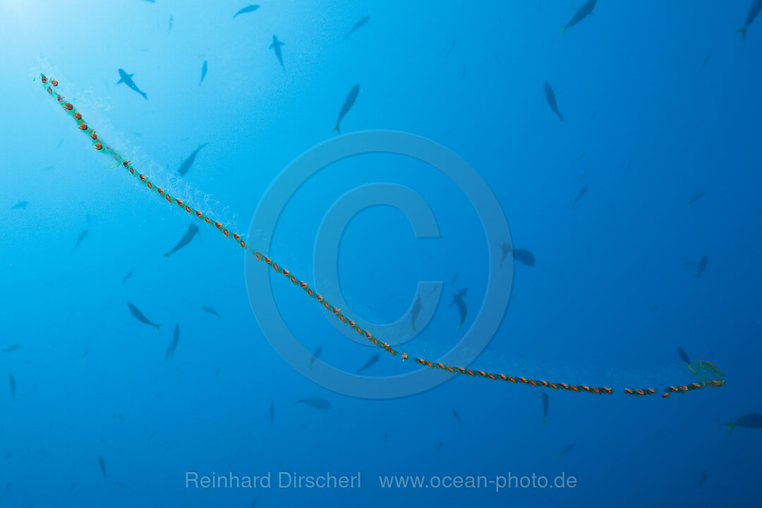 Chain of Salps, Salpa sp., Komodo National Park, Indonesia