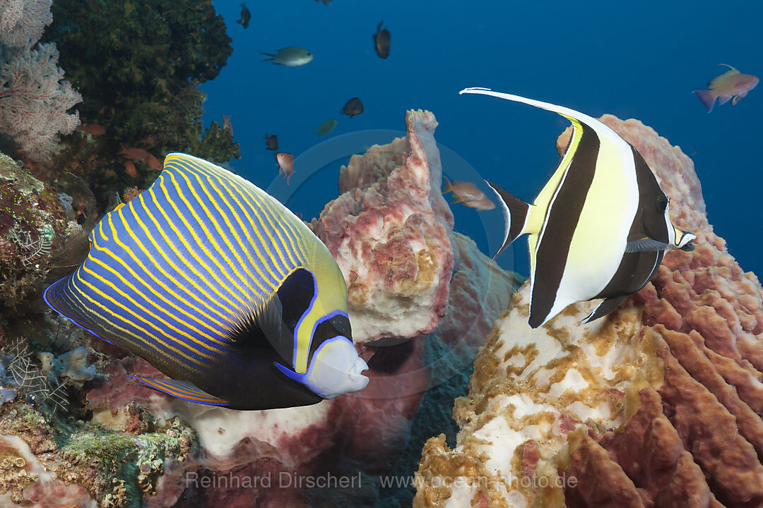 Emperor Angelfish in Coral Reef, Pomacanthus imperator, Komodo National Park, Indonesia