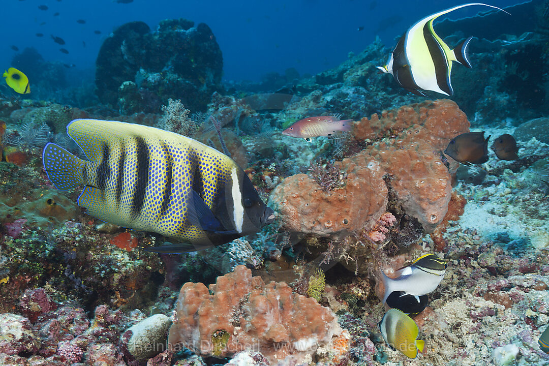 Sechsbinden-Kaiserfisch im Riff, Pomacanthus sexstriatus, Komodo Nationalpark, Indonesien