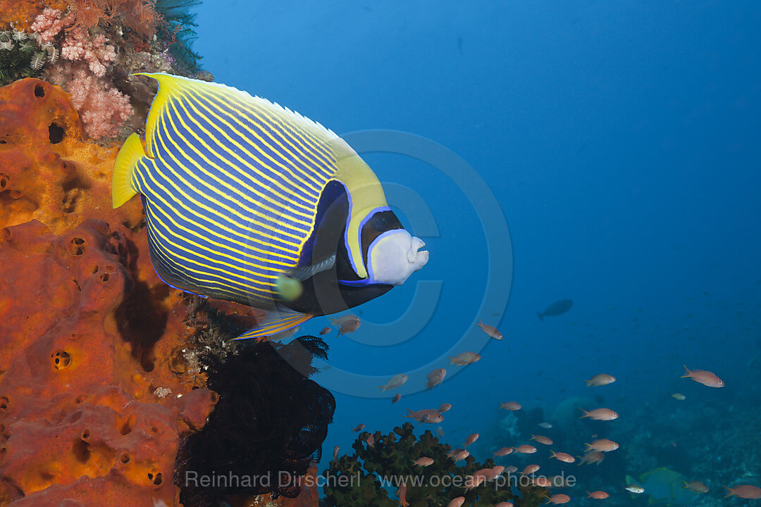 Emperor Angelfish in Coral Reef, Pomacanthus imperator, Komodo National Park, Indonesia