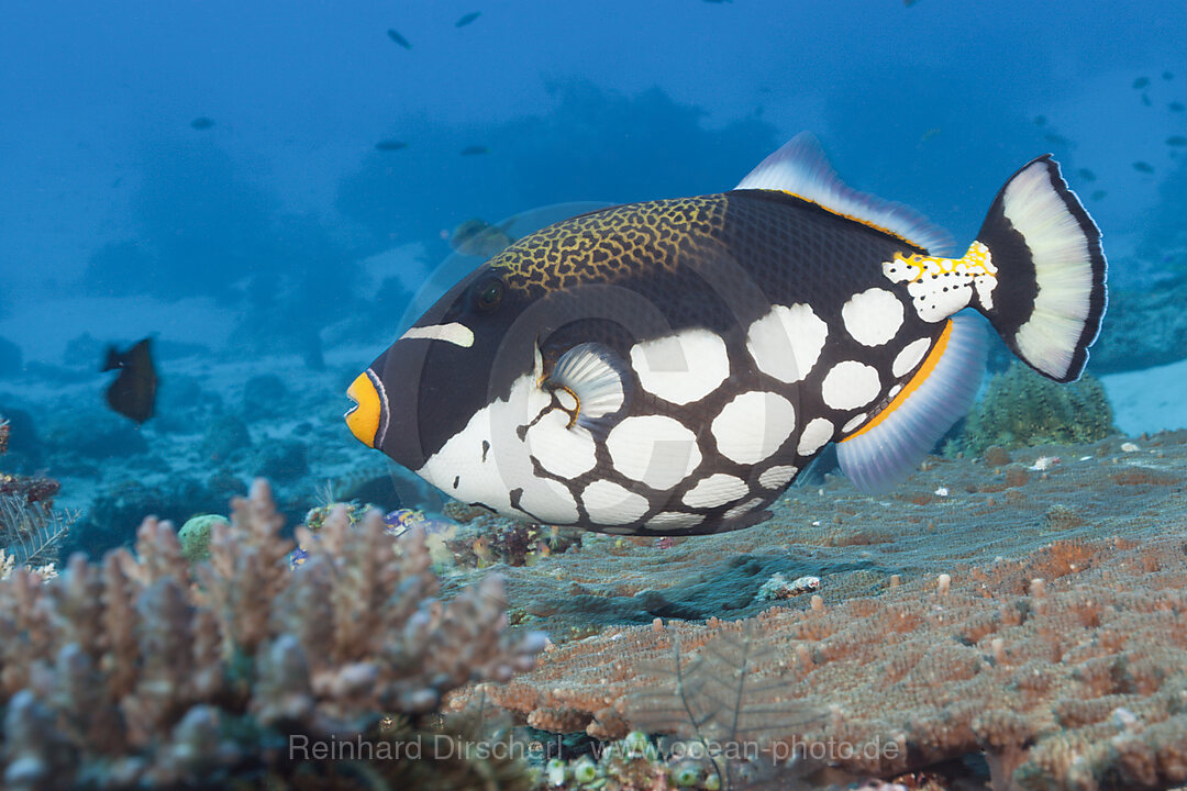 Leoparden-Drueckerfisch, Balistoides conspicillum, Komodo Nationalpark, Indonesien