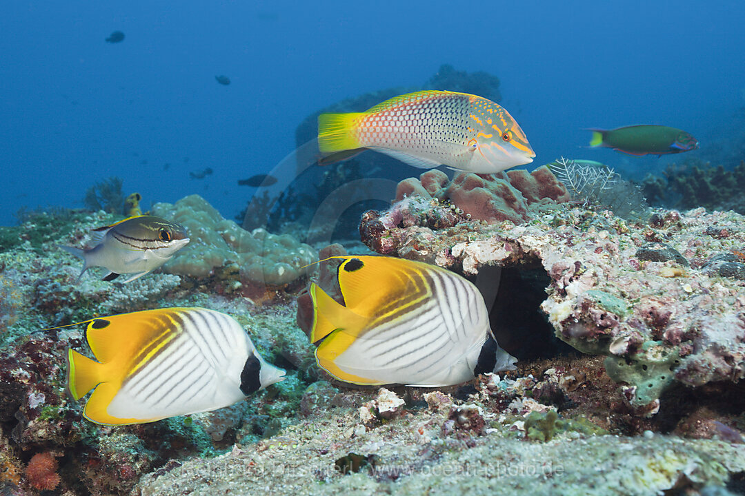 Paar Faehnchen-Falterfische, Chaetodon auriga, Komodo Nationalpark, Indonesien