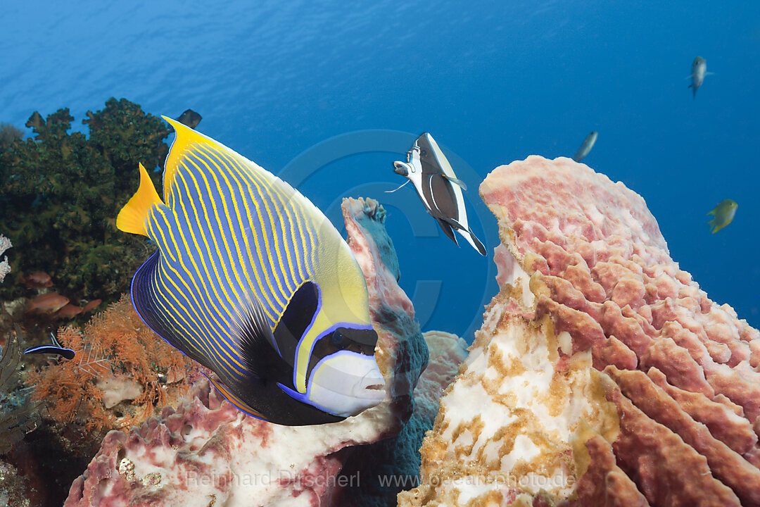 Imperator Kaiserfisch im Riff, Pomacanthus imperator, Komodo Nationalpark, Indonesien