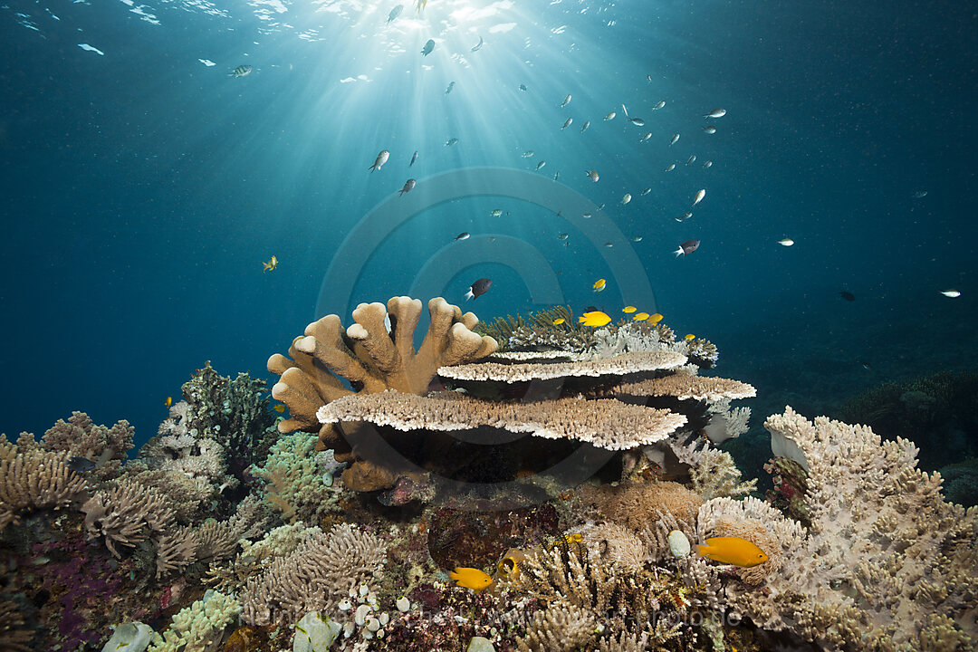 Hartkorallen am Riff, Komodo Nationalpark, Indonesien