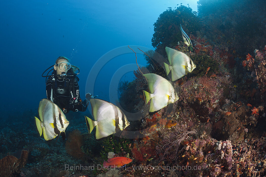 Taucher und Spitzmaul-Fledermausfische, Platax pinnatus, Komodo Nationalpark, Indonesien