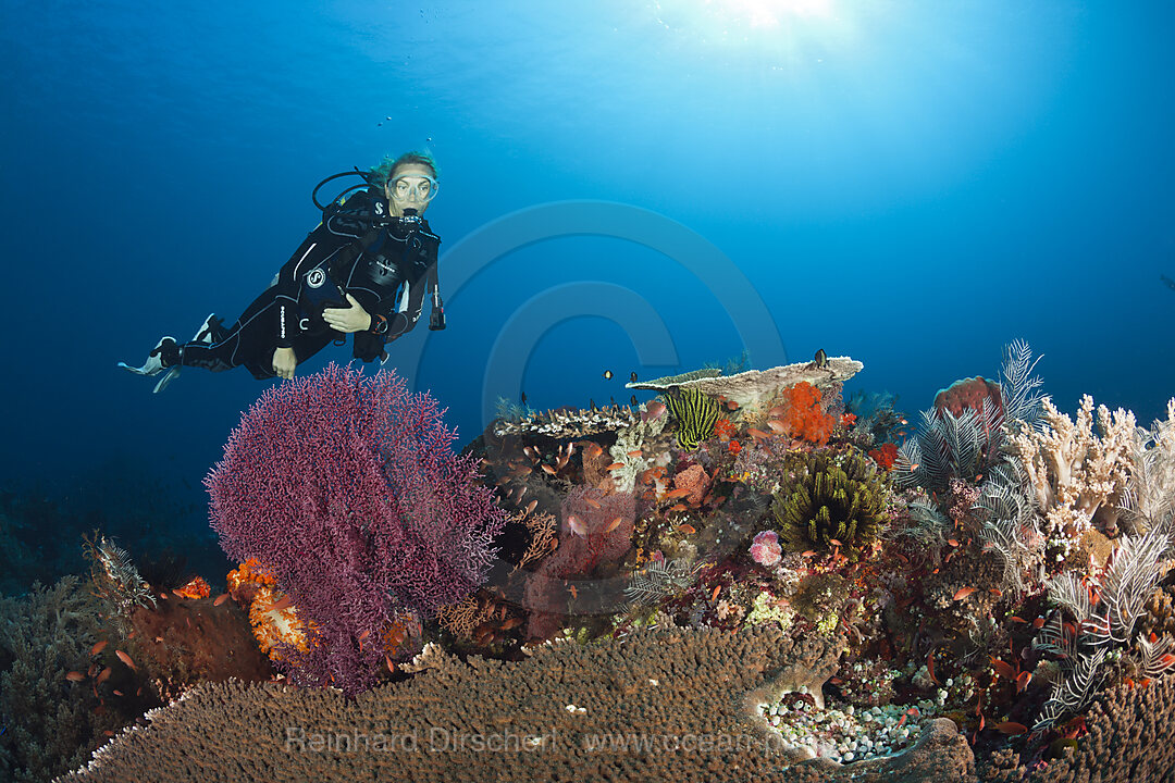 Taucher und Korallenriff, Komodo Nationalpark, Indonesien