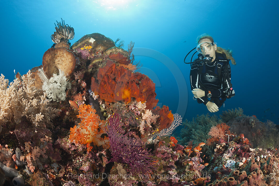 Taucher und Korallenriff, Komodo Nationalpark, Indonesien