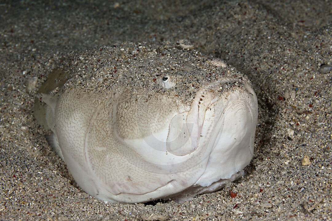 Himmelsgucker, Uranoscopus sulphureus, Komodo Nationalpark, Indonesien
