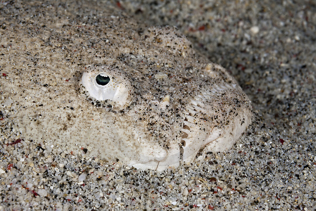 Himmelsgucker, Uranoscopus sulphureus, Komodo Nationalpark, Indonesien