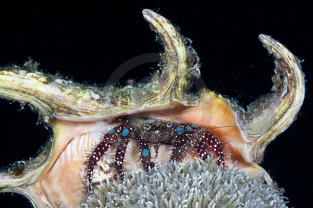 Blue-knee Hermit Crab, Dardanus guttatus, Komodo National Park, Indonesia