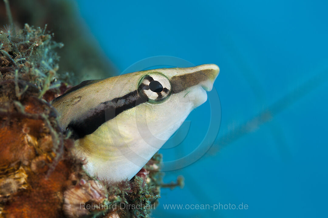 Falscher Putzerfisch, Aspidontus taeniatus, Komodo Nationalpark, Indonesien