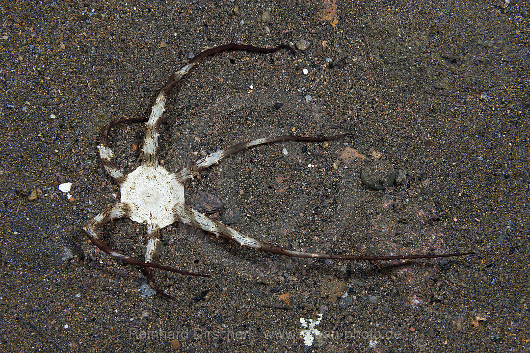 Haeckels Sandanemone, Actinostephanus haeckeli, Komodo Nationalpark, Indonesien