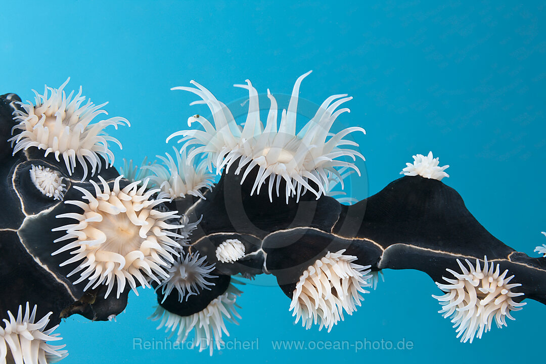 Colonial Sea Sea Anemones, Nemanthus annamensis, Komodo National Park, Indonesia