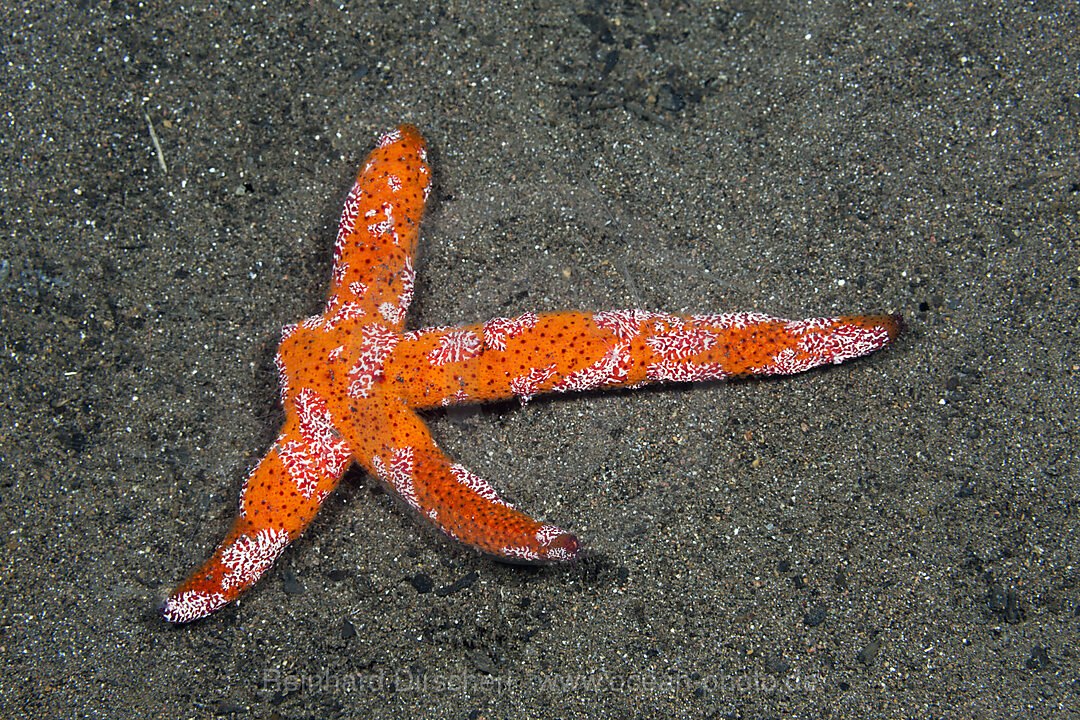 Vierarmiger Seestern, Lynckia sp., Komodo Nationalpark, Indonesien