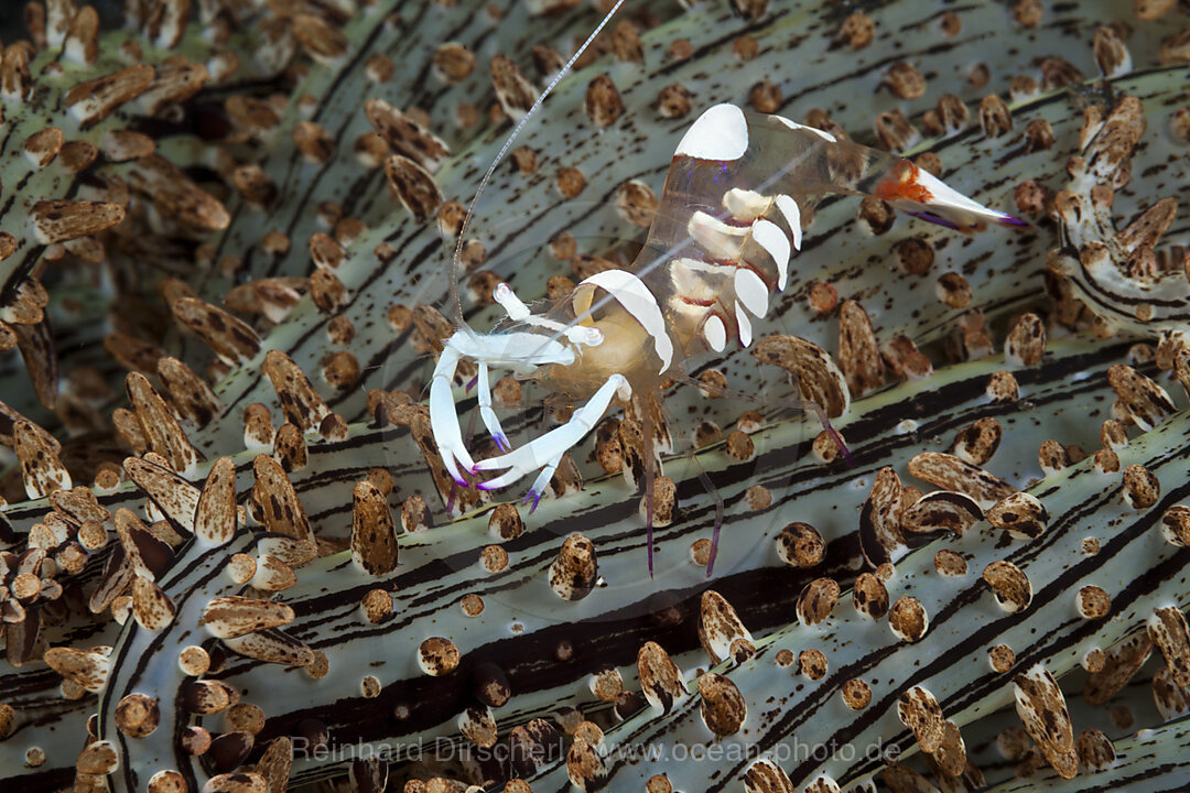 Magnificent Shrimp on Branching Tube Anemone, Periclimenes magnificus, Komodo National Park, Indonesia