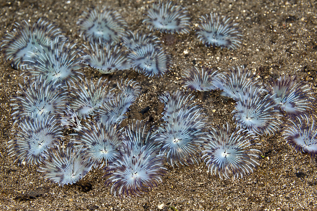 Fan Worms on sandy Bottom, Sabellastarte sp., Komodo National Park, Indonesia