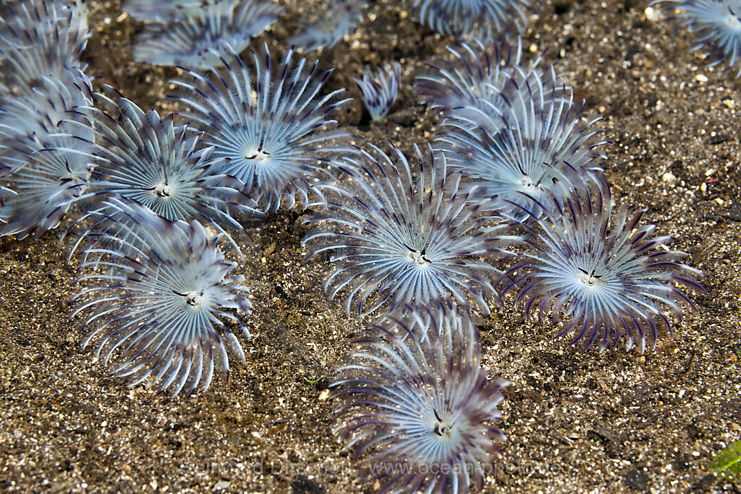 Federwuermer im Sand, Sabellastarte sp., Komodo Nationalpark, Indonesien