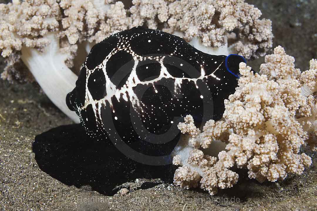 Black Cowry, Cypraeidae, Komodo National Park, Indonesia