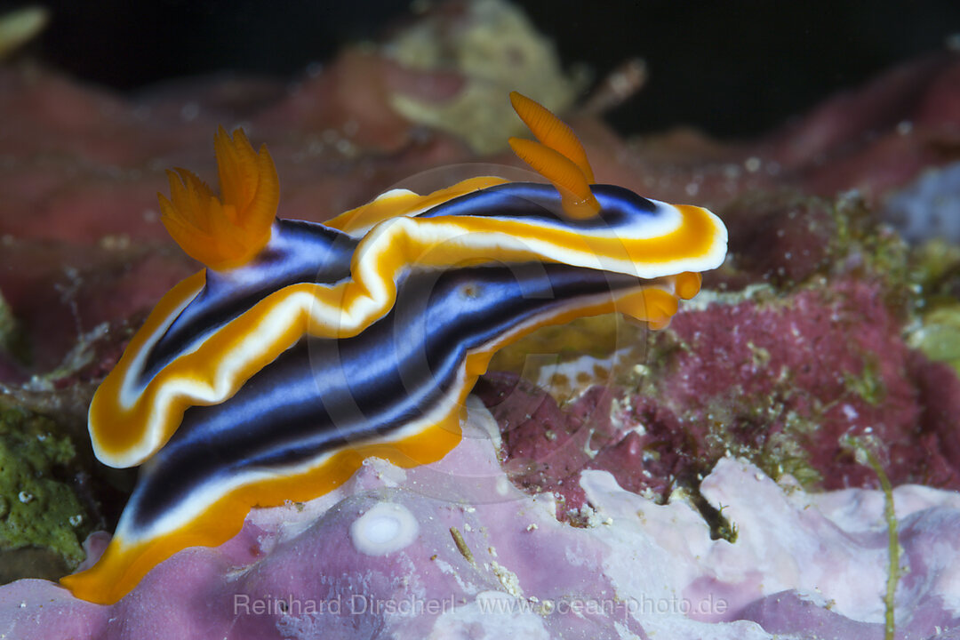 Dorid Nudibranch, Chromodoris magnifa, Komodo National Park, Indonesia