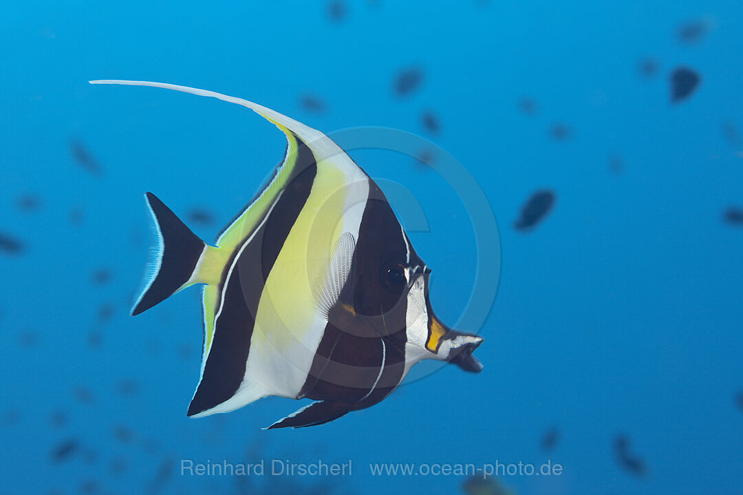 Moorish Idol, Zanclus cornutus, Komodo National Park, Indonesia
