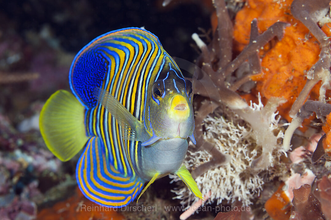 Pfauenaugen-Kaiserfisch, Pygoplites diacanthus, Komodo Nationalpark, Indonesien