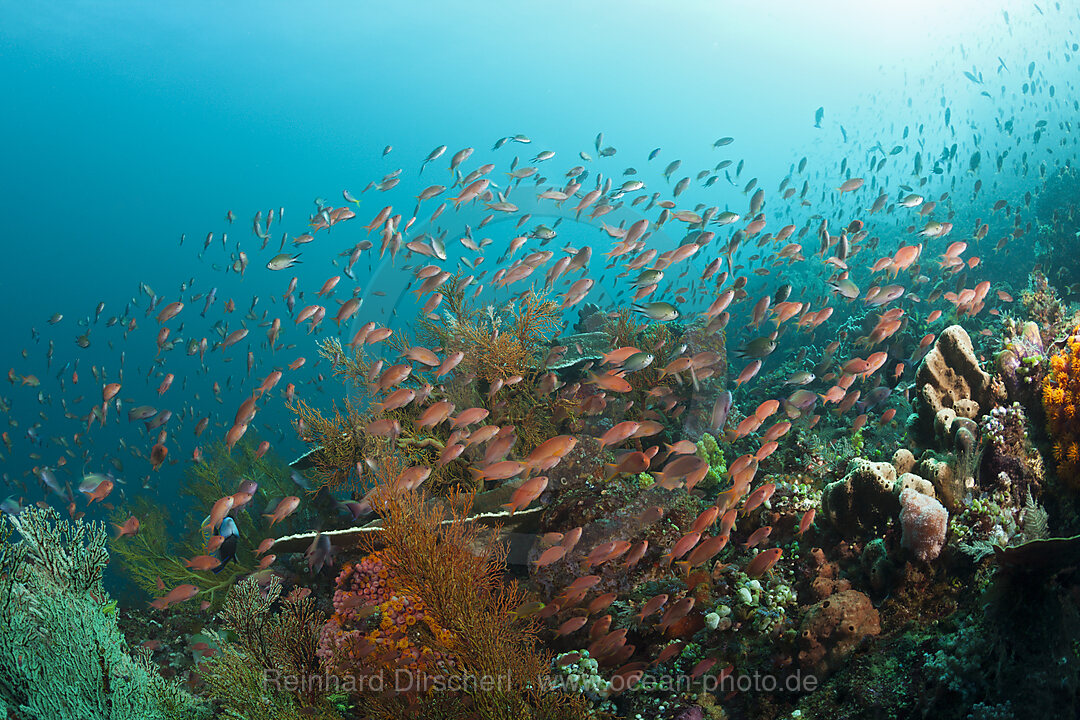 Fahnenbarsche am Riff, Pseudanthias squamipinnis, Komodo Nationalpark, Indonesien