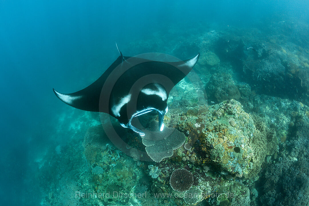 Reef Manta, Manta alfredi, Komodo National Park, Indonesia